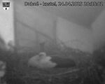 Capi_Dubne_20250424_203502.jpg