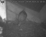 Capi_Dubne_20250424_211003.jpg