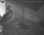 Capi_Dubne_20250424_214002.jpg