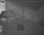Capi_Dubne_20250424_225502.jpg