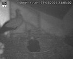 Capi_Dubne_20250424_230502.jpg