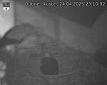 Capi_Dubne_20250424_231002.jpg