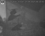 Capi_Dubne_20250425_002002.jpg