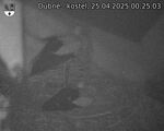 Capi_Dubne_20250425_002503.jpg