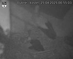 Capi_Dubne_20250425_005503.jpg