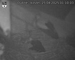 Capi_Dubne_20250425_011003.jpg