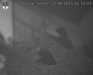 Capi_Dubne_20250425_011003.jpg (1350 x 1080)