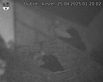 Capi_Dubne_20250425_012002.jpg
