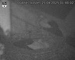 Capi_Dubne_20250425_014002.jpg