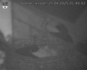 Capi_Dubne_20250425_014002.jpg (1350 x 1080)