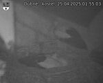 Capi_Dubne_20250425_015503.jpg