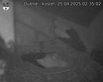 Capi_Dubne_20250425_023502.jpg