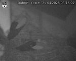 Capi_Dubne_20250425_031502.jpg
