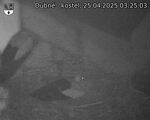 Capi_Dubne_20250425_032503.jpg