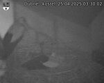 Capi_Dubne_20250425_033002.jpg