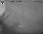 Capi_Dubne_20250425_033502.jpg