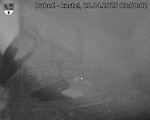 Capi_Dubne_20250425_035002.jpg