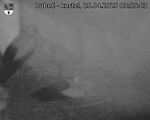 Capi_Dubne_20250425_035503.jpg
