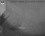 Capi_Dubne_20250425_040502.jpg