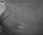 Capi_Dubne_20250425_041003.jpg