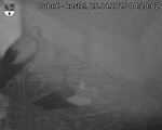 Capi_Dubne_20250425_042002.jpg