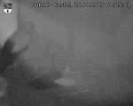 Capi_Dubne_20250425_042503.jpg