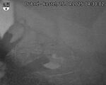 Capi_Dubne_20250425_043002.jpg