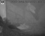 Capi_Dubne_20250425_043502.jpg