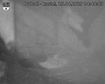 Capi_Dubne_20250425_044003.jpg