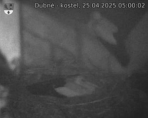 Capi_Dubne_20250425_050002.jpg (1350 x 1080)