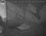 Capi_Dubne_20250425_050502.jpg