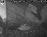 Capi_Dubne_20250425_052002.jpg