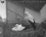 Capi_Dubne_20250425_053002.jpg