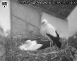 Capi_Dubne_20250425_053502.jpg