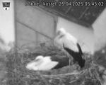 Capi_Dubne_20250425_054502.jpg