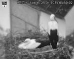Capi_Dubne_20250425_055002.jpg