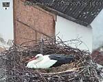 Capi_Dubne_20250425_061003.jpg