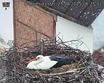 Capi_Dubne_20250425_062502.jpg
