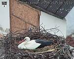 Capi_Dubne_20250425_065502.jpg