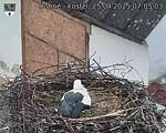 Capi_Dubne_20250425_070503.jpg