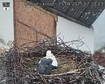 Capi_Dubne_20250425_071003.jpg