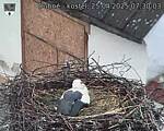 Capi_Dubne_20250425_073003.jpg