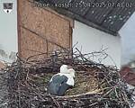 Capi_Dubne_20250425_074002.jpg