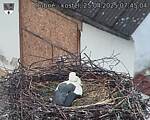 Capi_Dubne_20250425_074504.jpg