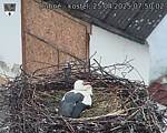Capi_Dubne_20250425_075002.jpg