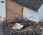 Capi_Dubne_20250425_080002.jpg