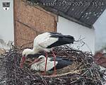 Capi_Dubne_20250425_083504.jpg