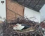 Capi_Dubne_20250425_085004.jpg