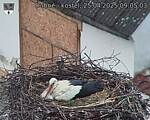 Capi_Dubne_20250425_090504.jpg