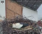 Capi_Dubne_20250425_094504.jpg